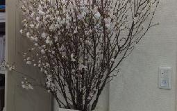 本日の桜＾０＾